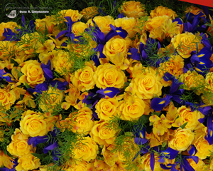 Жёлтые розы и синие ирисы